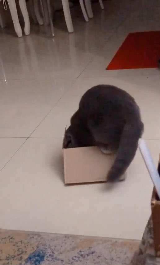 貓鑽進紙箱子里面，主人聽到撕拉一聲，轉頭後笑噴，喵：什麼情況 萌寵 第3張
