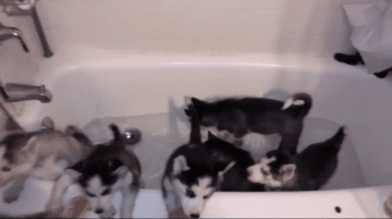 網友一口氣給6只奶狗洗澡，寵主：可以組建一支「拆遷隊」 萌寵 第4張