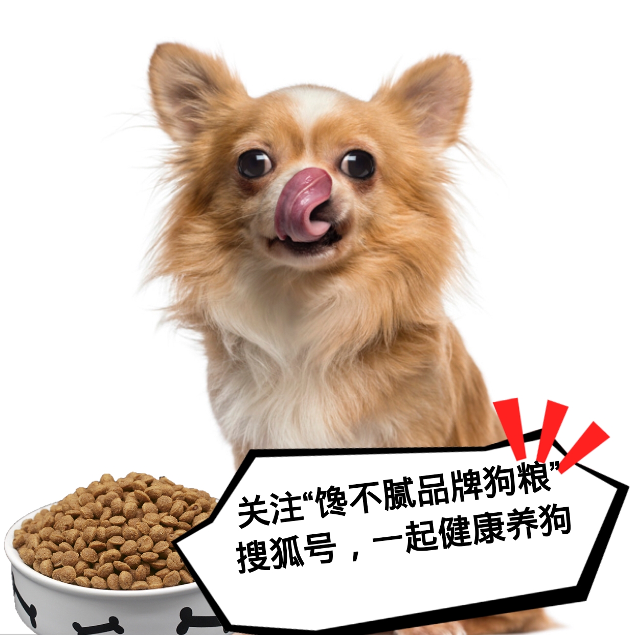 第一次養狗，為什麼養泰迪犬比較好？養了就戒不掉了！ 萌寵 第7張