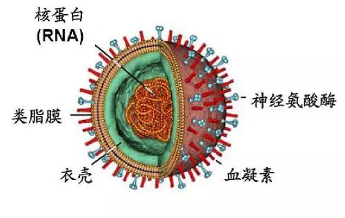 今年冬季流感病毒肆虐，如何预防流感保护家人健康