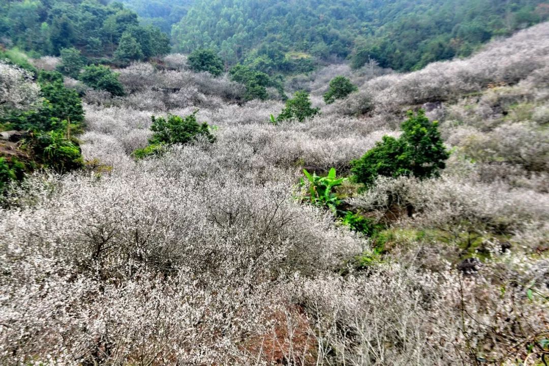 陆河世外梅园岭南飘雪客家三宝专场演唱会