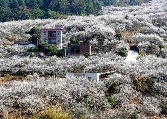 1月17日周四赴世外梅园相约陆河万亩梅花