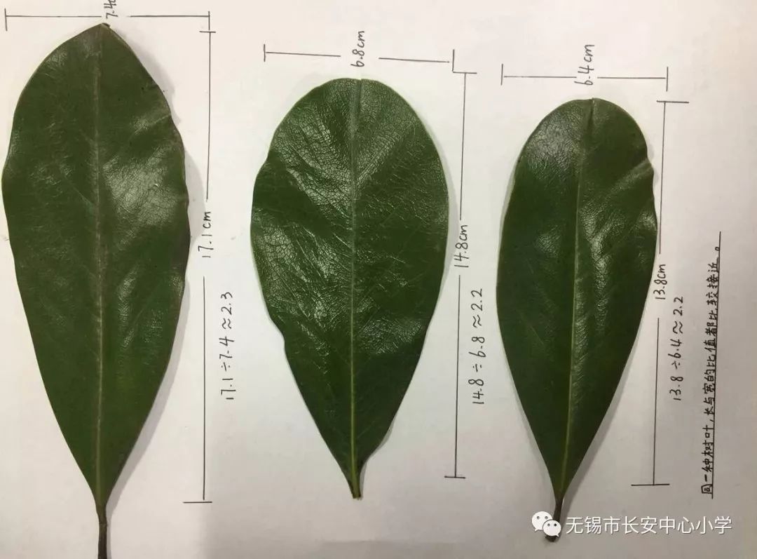 学生作业探究树叶中的比