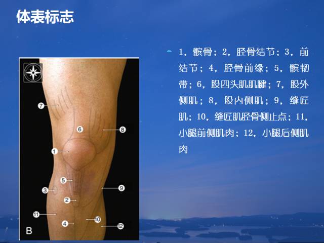 3d膝关节动态解剖视频