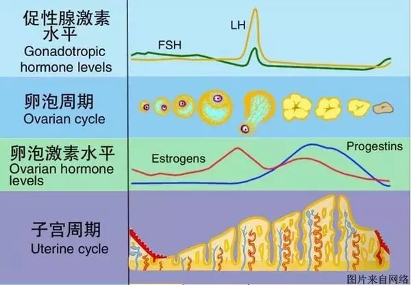 原本月经周期规律的女性,在卵巢功能下降后,会首先出现月经周期变短