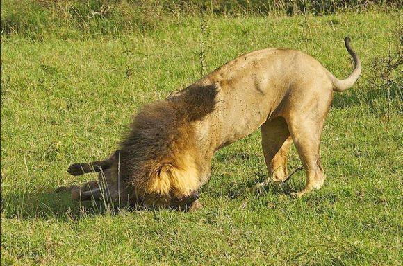 雄獅費力將鬣狗咬死，但是剛吃下一口卻扭頭就走了，什麼情況？ 萌寵 第3張
