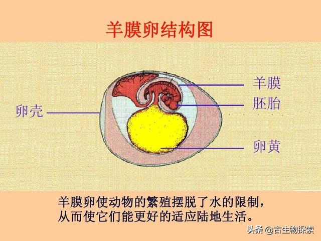 先有鸡还是先有蛋?来一节蛋蛋进化史