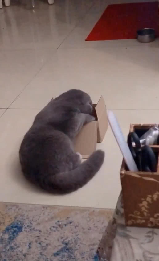 貓鑽進紙箱子里面，主人聽到撕拉一聲，轉頭後笑噴，喵：什麼情況 萌寵 第2張