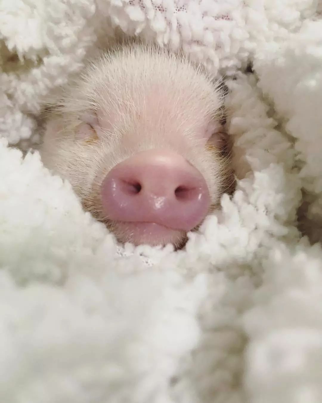 Adorable ‘teacup pigs’ are latest hit with Brits - TODAY.com