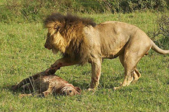 雄獅費力將鬣狗咬死，但是剛吃下一口卻扭頭就走了，什麼情況？ 萌寵 第1張