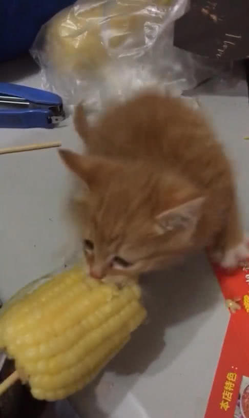 主人以為橘貓不吃玉米，可橘貓的反應讓他哭笑不得，喵：我就要吃 萌寵 第4張