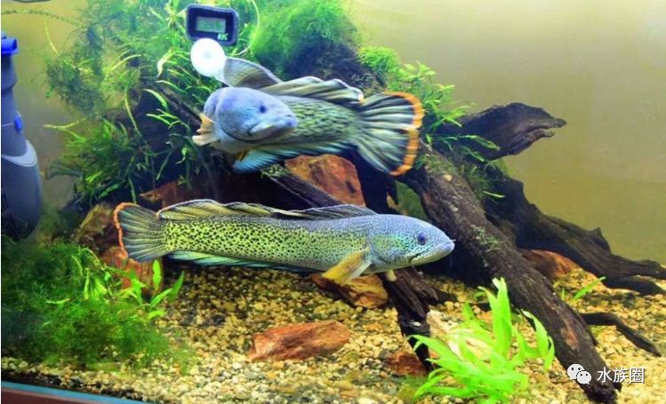 两位鱼友分享七彩雷龙,巴卡雷龙缸.