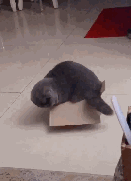 貓鑽進紙箱子里面，主人聽到撕拉一聲，轉頭後笑噴，喵：什麼情況 萌寵 第1張