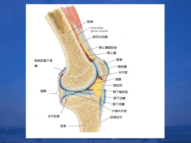 3d膝关节动态解剖视频