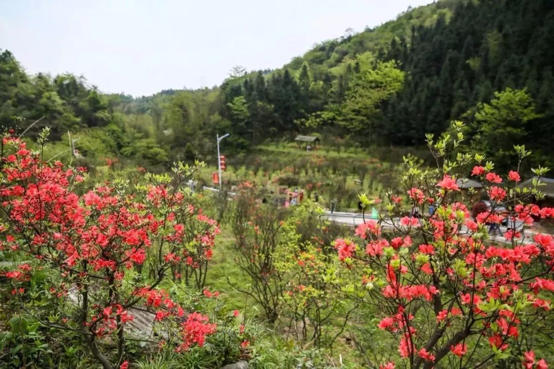 桃江县牛田镇金凤山村