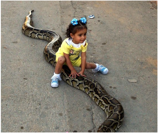 這些家庭飼養蟒蛇用以保護孩子，小女孩坐在蟒蛇身上笑逐顏開 萌寵 第2張