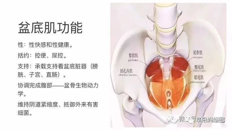 72盆底肌松弛