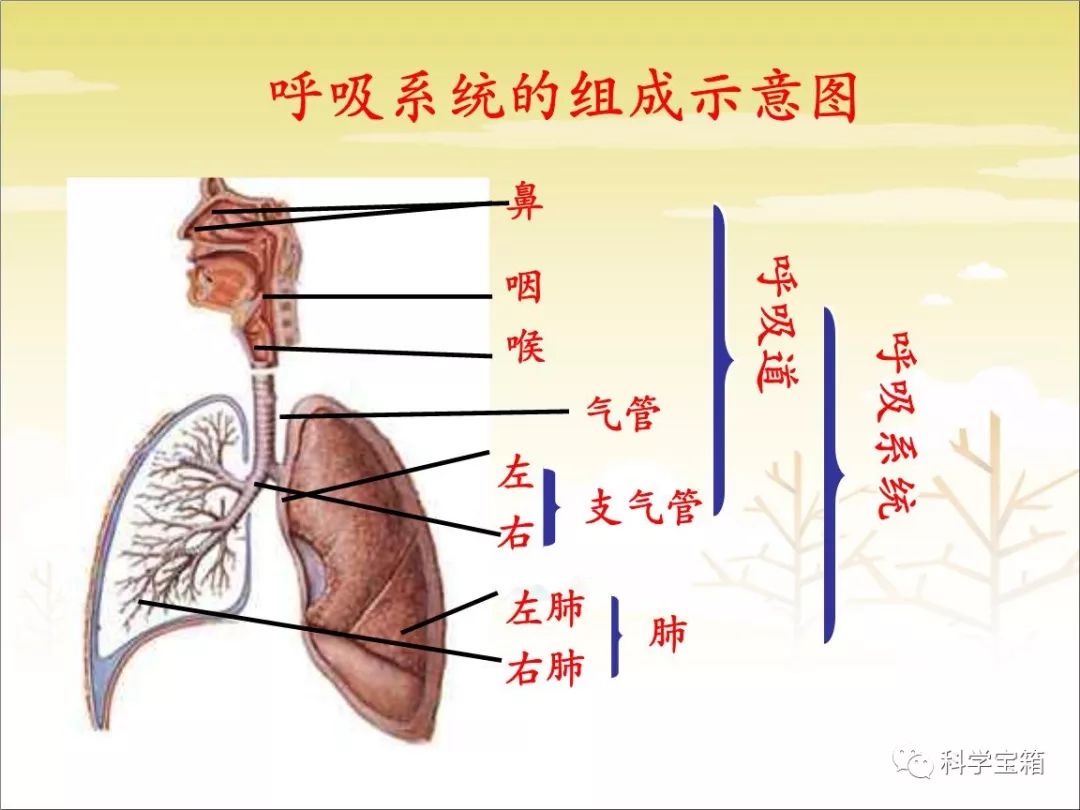 呼吸器官肺课程介绍与家长指引