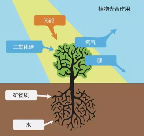 光合作用示意图