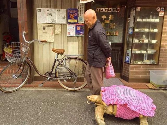 老人街頭遛巨型烏龜，祖傳寵物惹人關注，共同遛彎安度晚年！ 萌寵 第5張