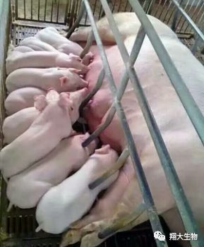 【猪场管理】目前母猪普遍存在的问题和常见症状