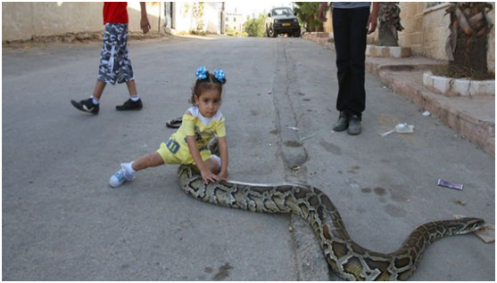 這些家庭飼養蟒蛇用以保護孩子，小女孩坐在蟒蛇身上笑逐顏開 萌寵 第1張