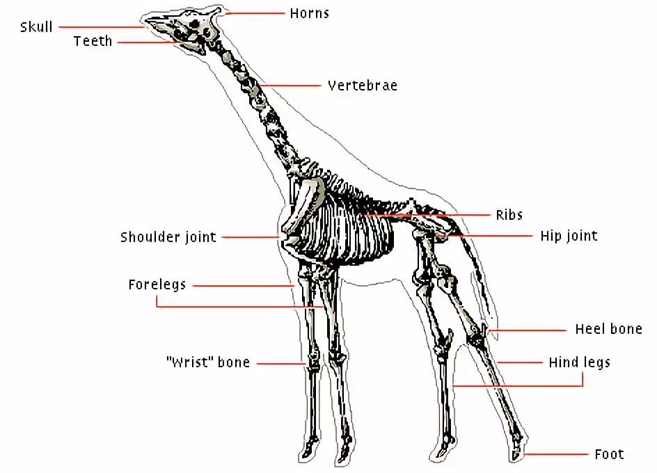 假如长颈鹿不吃树叶改吃草,它的脖子可能还是这么长