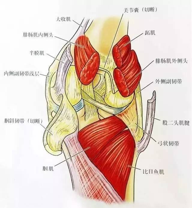 膝关节解剖