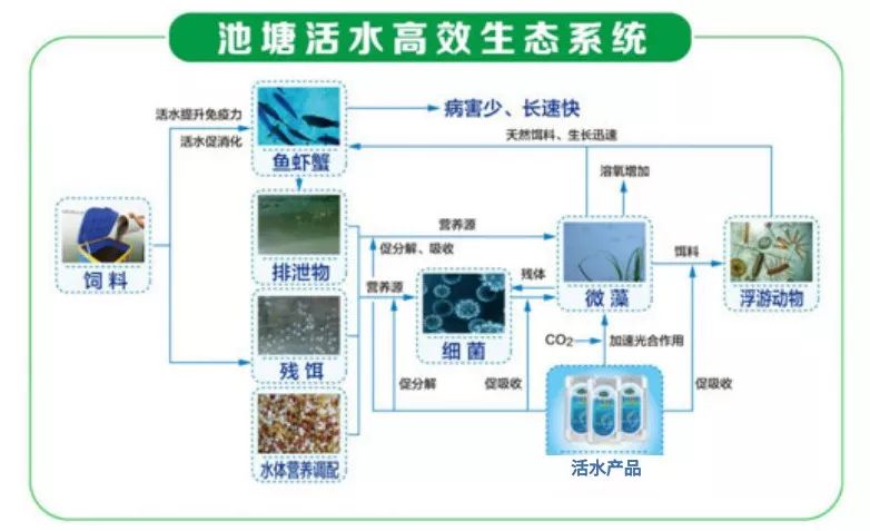 养殖划三区,尾水需达标.养户如何提前布局?这一模式