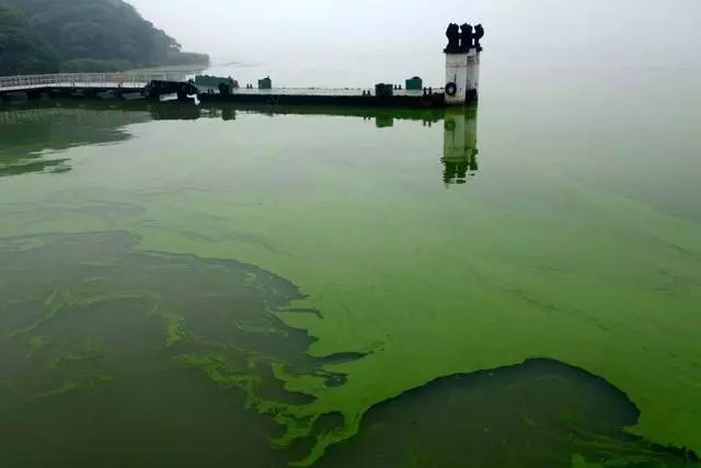 淡水常见藻类大致分为:蓝藻门,裸藻门,金藻门,甲藻门,隐藻门,硅藻门