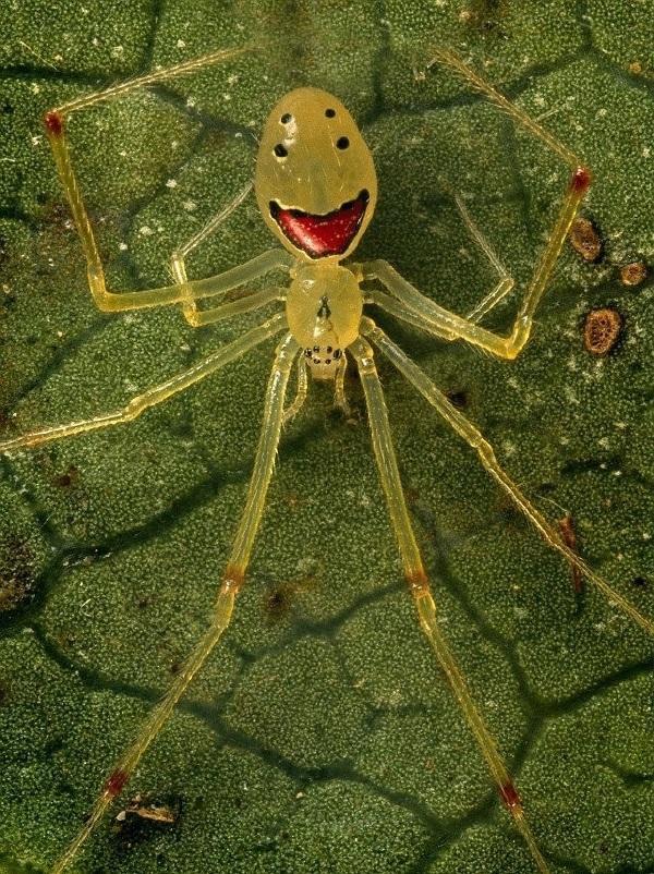 搞笑担当——笑脸蜘蛛面带微笑的小猪章鱼性感红唇——达氏蝙蝠鱼