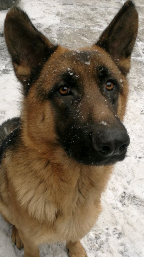 德牧已經從當初的幼犬變成威武雄壯的大狗，好帥氣哦！ 萌寵 第4張