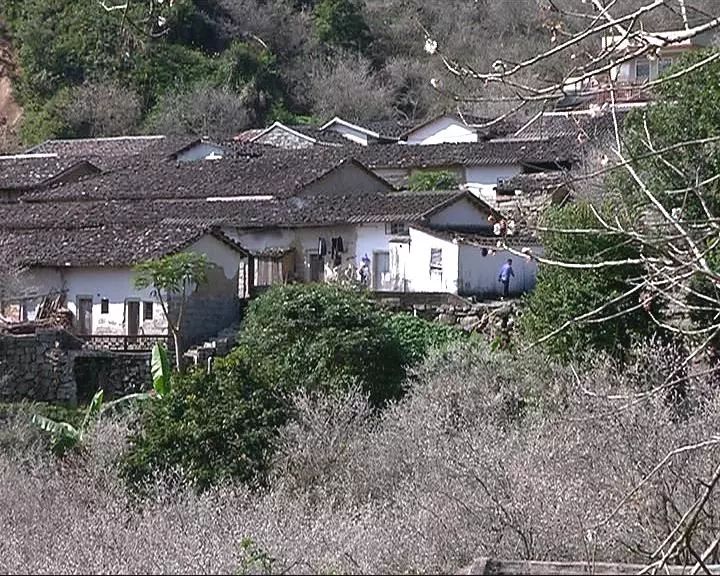 揭西坪上石内片区的万亩梅花开好了拍照赏景赶紧约起