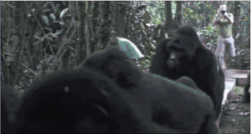 涨姿势如何正确的追踪大猩猩