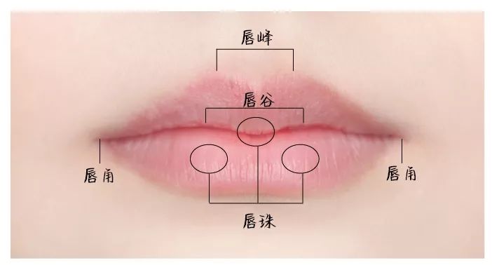 珠而下唇饱满圆润唇角自然向上状似两个m又似展翅的海鸥唇峰唇谷向上