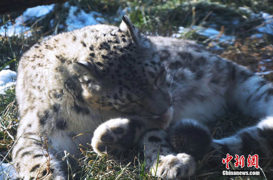 雪豹"傲雪"动物园内乐享冬日暖阳_青藏高原