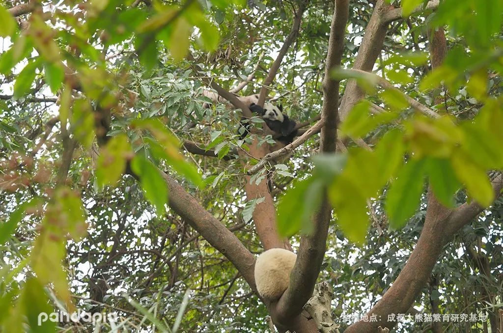 村民偶遇野生大熊猫,全程"痴汉"告白!_艾伦