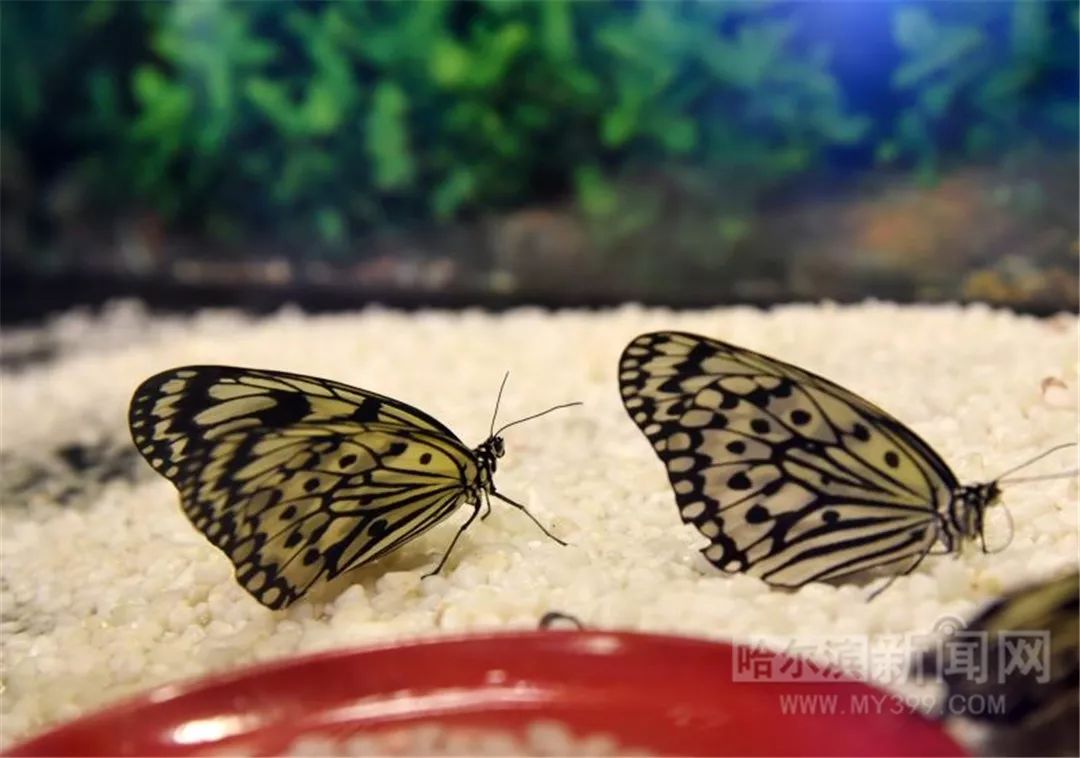 冰天雪地,飞来一群彩蝶|"蝶影重重——蝴蝶活体特展"在省博物馆正式