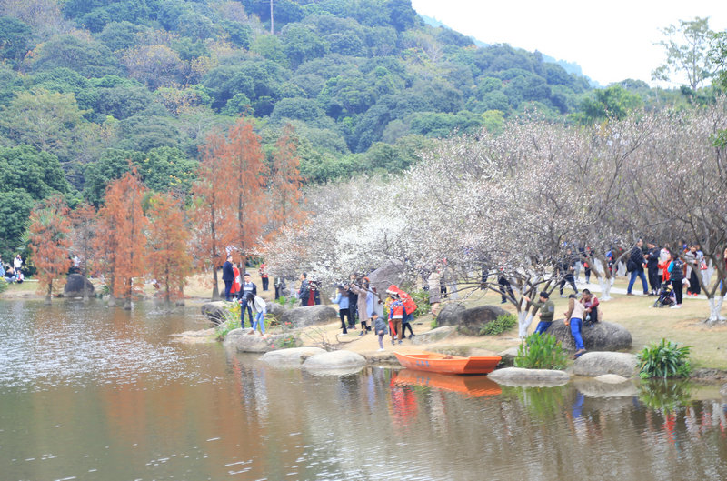 萝岗香雪公园梅花盛开