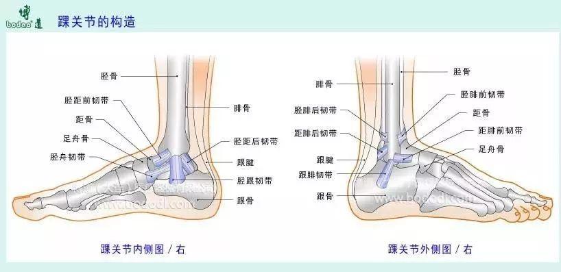 不同的扭伤会给踝关节不同的地方造成伤害.