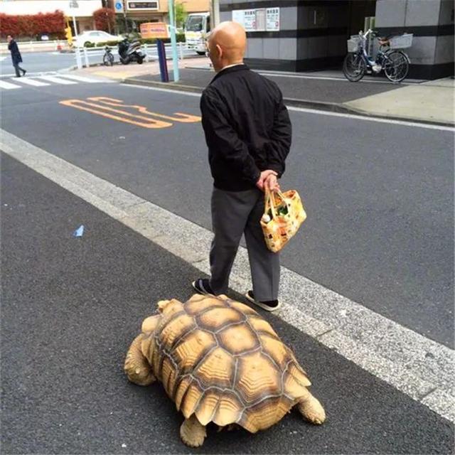 老人街頭遛巨型烏龜，祖傳寵物惹人關注，共同遛彎安度晚年！ 萌寵 第7張