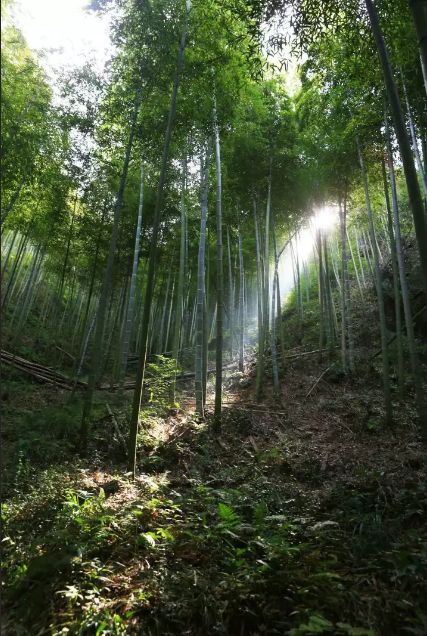 来自山顶的泉水自在落下,穿过石壁,竹林,遇到想留下的地方就积出两汪