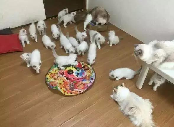 貓媽媽生了19只布偶貓崽，價值二十萬！貓媽：鬼神之力已用盡！ 萌寵 第2張