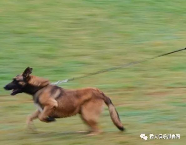 神秘的幽灵犬