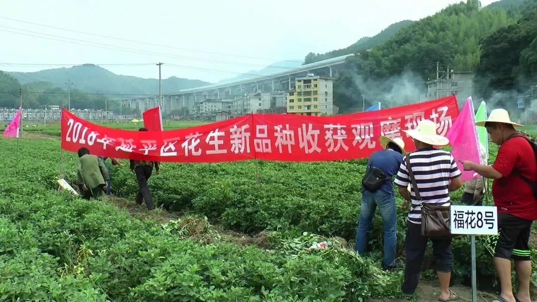 春天未到,洋后镇恒众果蔬专业合作社的负责人吴裕荣就已开始为今年