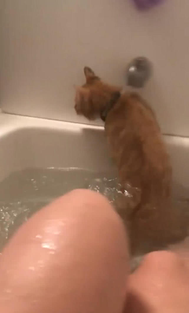 原創
            貓咪為了偷窺主人洗澡，爬上浴缸後進退兩難，網友：你就不能不動 萌寵 第4張