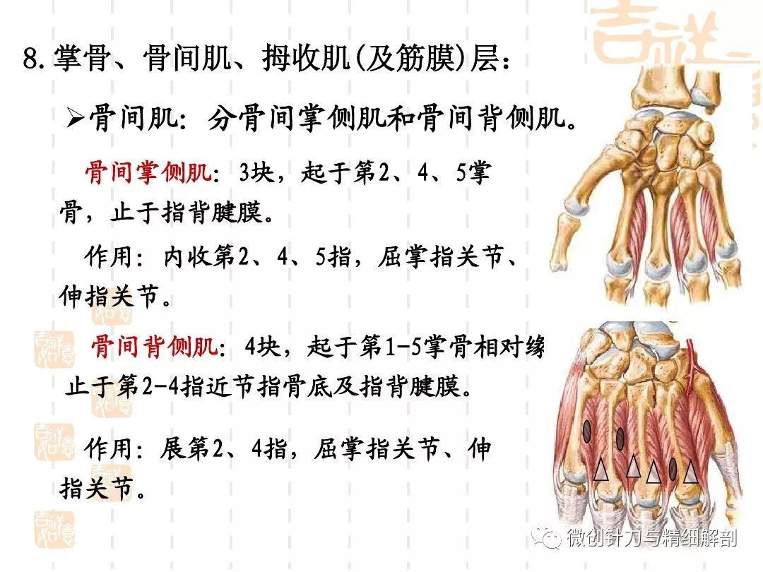 手掌的精细解剖