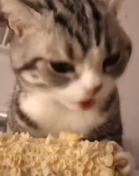 原創
            貓咪偷吃主人的玉米，抱著啃的姿勢萌翻網友，網友：沒有貓不吃的 萌寵 第3張