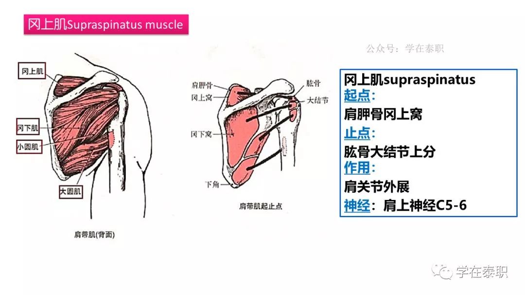 [康知了]康复应用解剖:详解"肩袖rotator cuff"