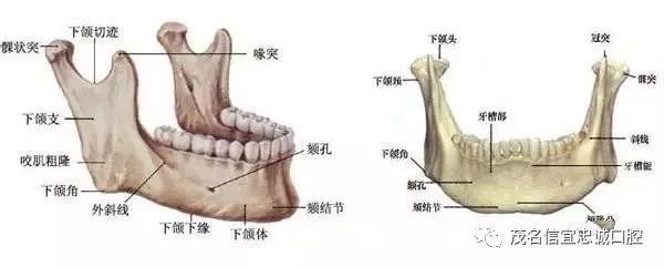 拔颗智齿,就能瘦脸?